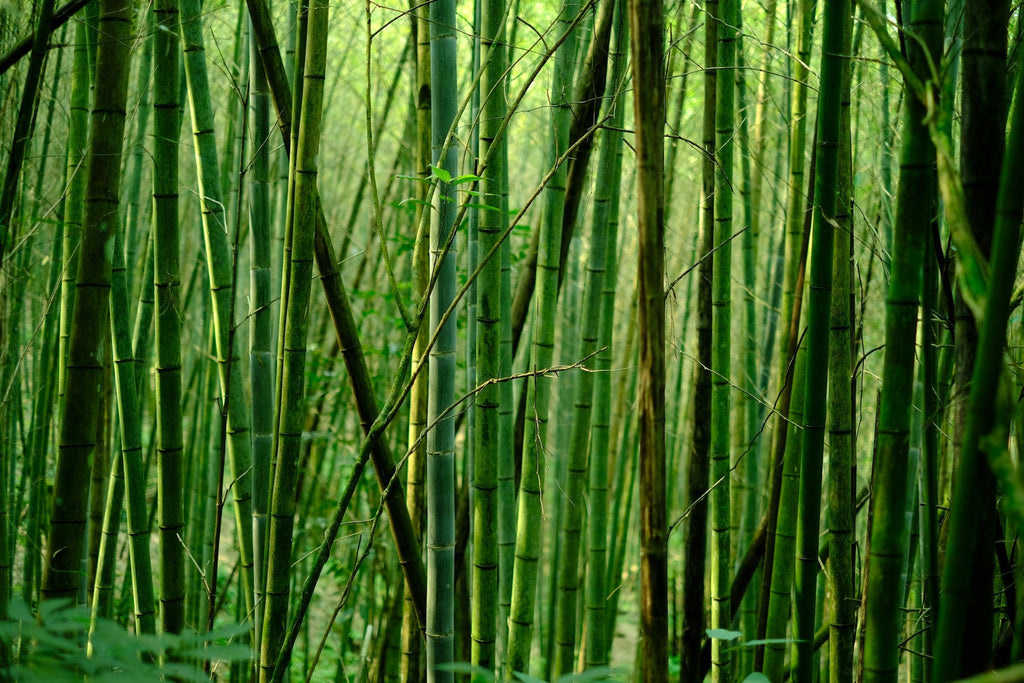 Bamboo Bento Boxes: A Sustainable Choice